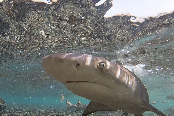 Sal Island Half-Day All-Inclusive Shark Bay, Blue Eye & Salt Lake