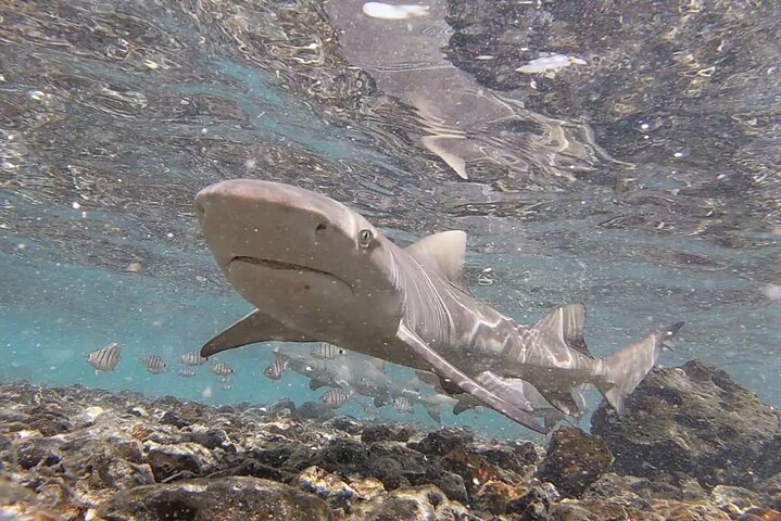 Sal Island Half-Day All-Inclusive Shark Bay, Blue Eye & Salt Lake