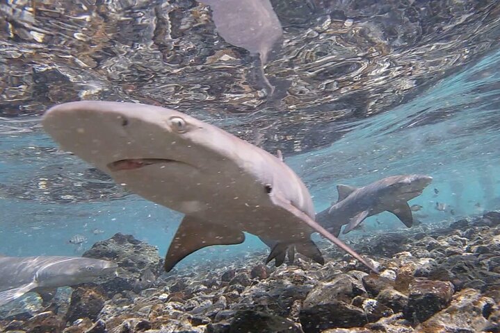 Sal Island Half-Day All-Inclusive Shark Bay, Blue Eye & Salt Lake