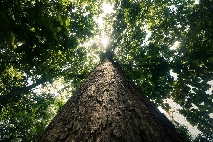 Khao Sok Rainforest | Hiking & Bamboo Rafting