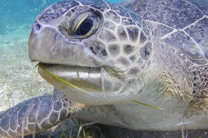 Discover Scuba Diving