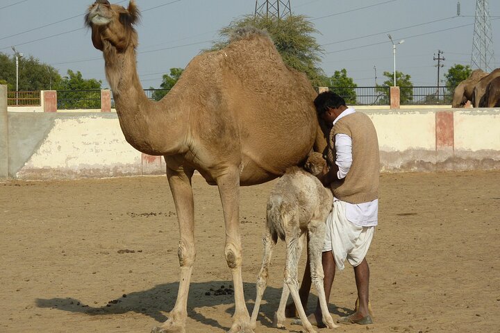 Visit Bikaner in Private Car with Guide Service
