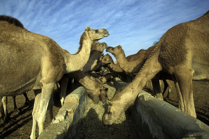 Visit Bikaner in Private Car with Guide Service