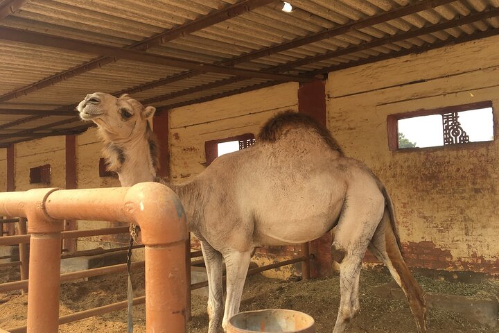 Visit Bikaner in Private Car with Guide Service