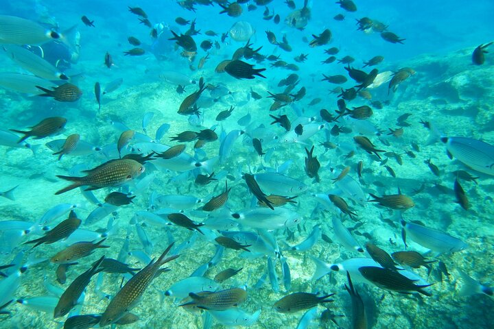 Discover Scuba Diving