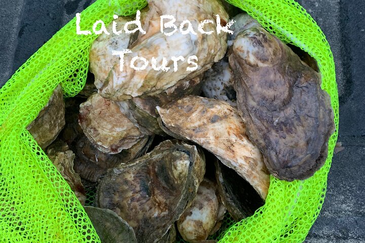 Private, Guided Sightseeing Tour of Marthas Vineyard Island(3hrs)