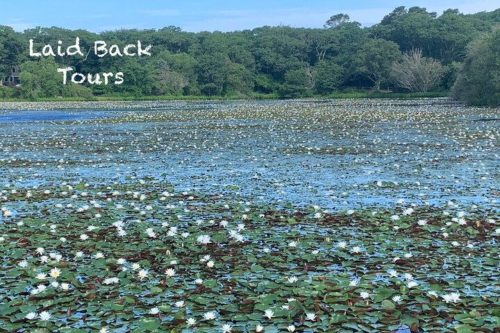 Private, Guided Sightseeing Tour of Marthas Vineyard Island(3hrs)