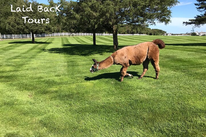 Private, Guided Sightseeing Tour of Marthas Vineyard Island(3hrs)