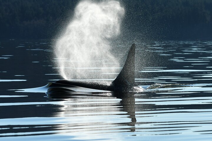 Seattle: Half-Day Wildlife and Whale Watching Cruise