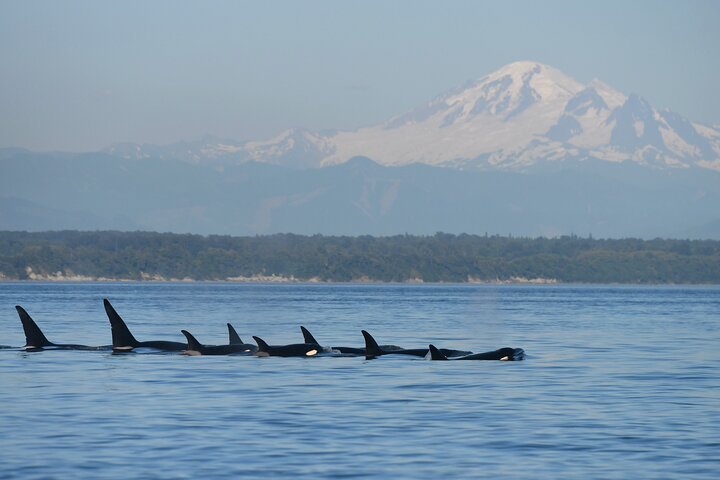 Seattle: Half-Day Wildlife and Whale Watching Cruise