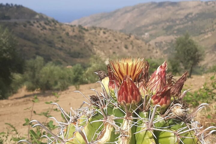 Cooking Class in a countryhouse near Cefalu'