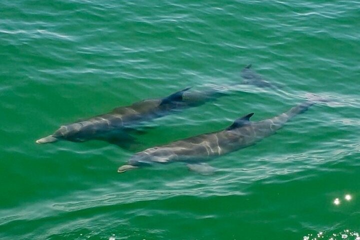 4 Hour Egmont Key Island Tour With Dolphins & Snorkeling Included