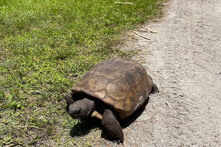 4 Hour Egmont Key Island Tour With Dolphins & Snorkeling Included