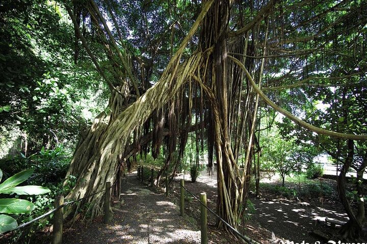 5 Hours Tahiti Island Tour - West and East Coast