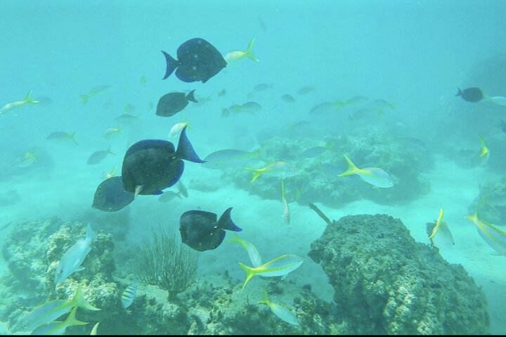 Private All Inclusive East Coast Keys Tour and Snorkel Experience