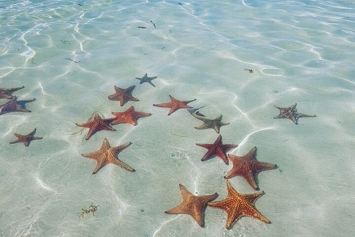 Starfish Point, Stingray City-Sandbar & Coral Gardens
