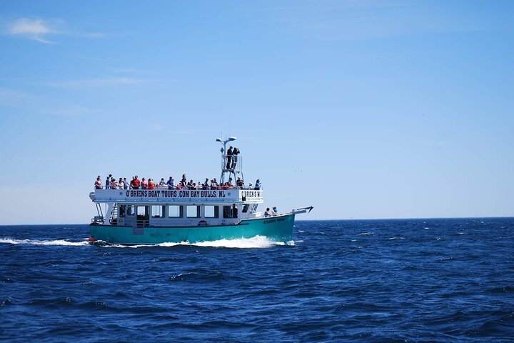 2 Hours Guided Whale and Bird Boat Tour in Bay Bulls
