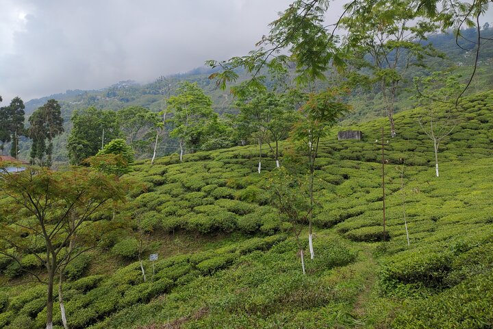 Tea Pluckers' Day