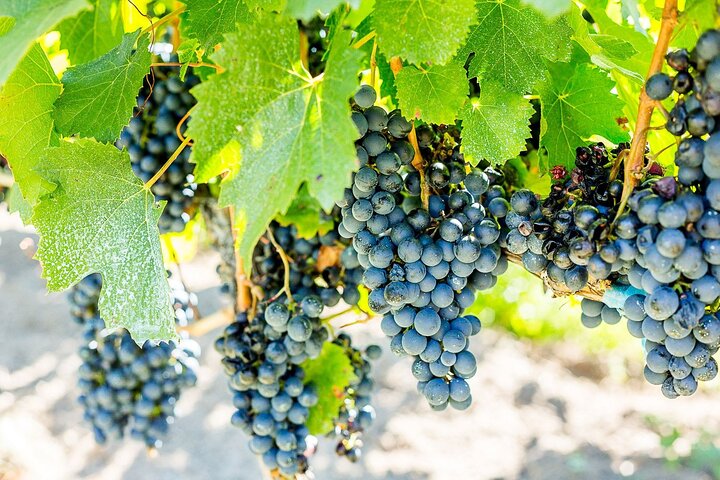 Unveiling Cafayate: Premium Wine Road Adventure