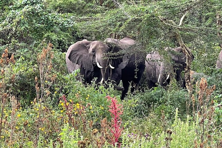 3 Days Selous (Nyerere National Park) Safari from Zanzibar & Back