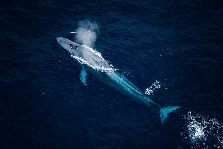 Kaikoura Whale Watching - 45 Minute Ocean Safari