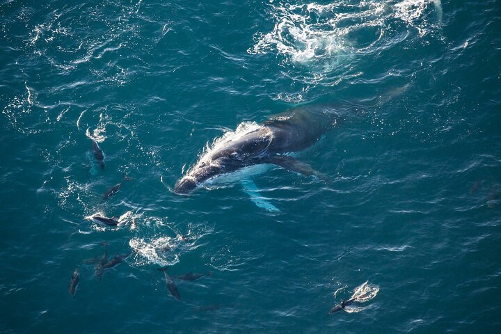Kaikoura Whale Watching - 45 Minute Ocean Safari