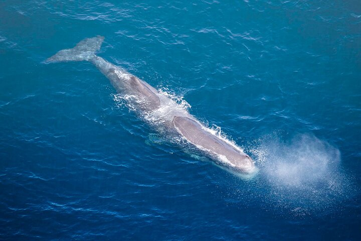 Kaikoura Whale Watching - 45 Minute Ocean Safari