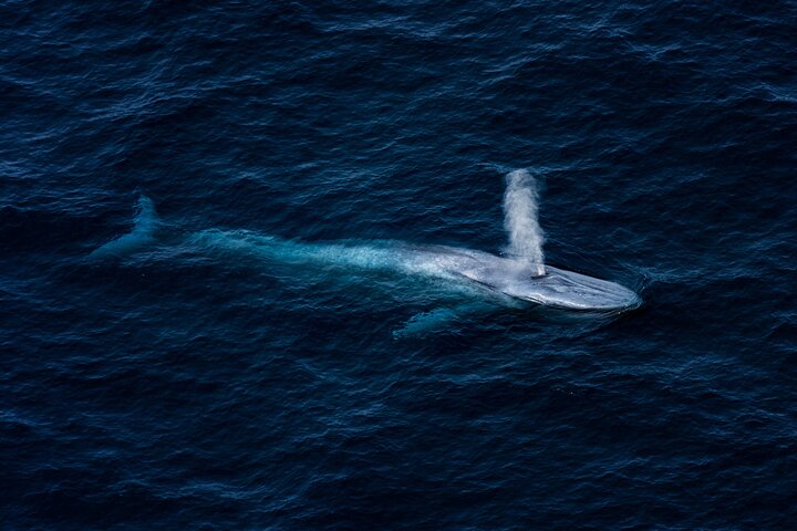 Kaikōura Whale Watching - 1hr 20min Ultimate Adventure