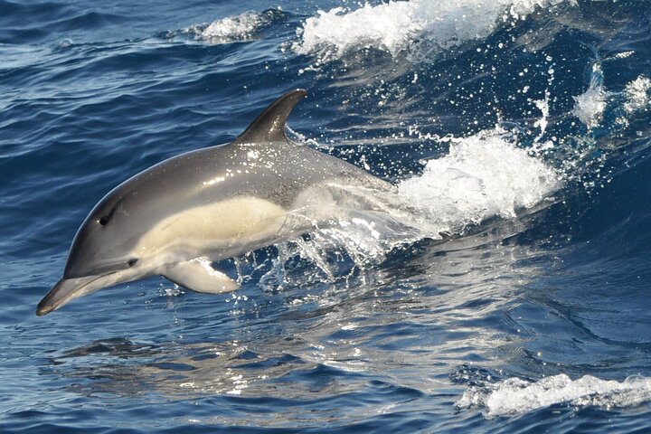 Morro Jable: 2 Hours Magic Dolphin & Whale watching with Drinks & Swim Stop.