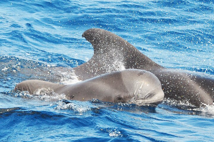 Morro Jable: 2 Hours Magic Dolphin & Whale watching with Drinks & Swim Stop.