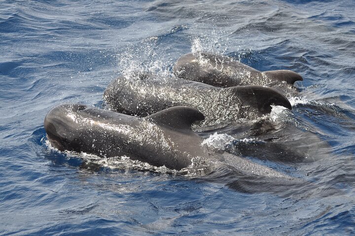 Morro Jable: 2 Hours Magic Dolphin & Whale watching with Drinks & Swim Stop.