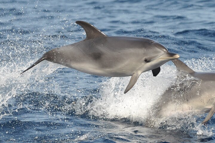Morro Jable: 2 Hours Magic Dolphin & Whale watching with Drinks & Swim Stop.