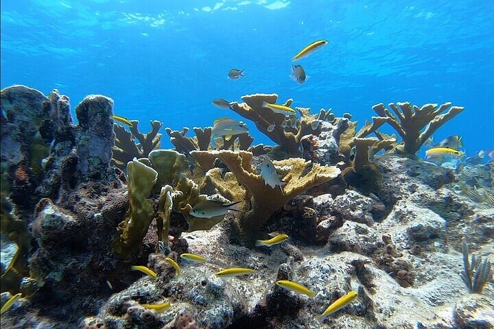 Key Largo Two Reef Snorkel Tour - All Snorkel Equipment Included!