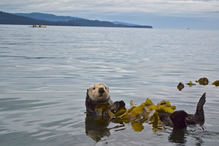 Kachemak Bay Wildlife Tour