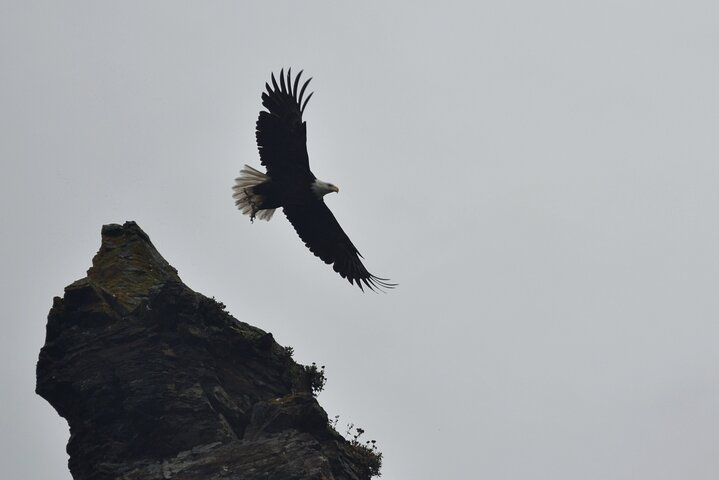 Kachemak Bay Wildlife Tour
