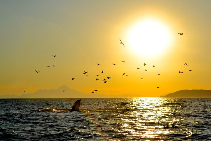 Kachemak Bay Wildlife Tour