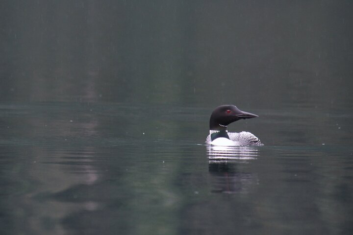 Kachemak Bay Wildlife Tour