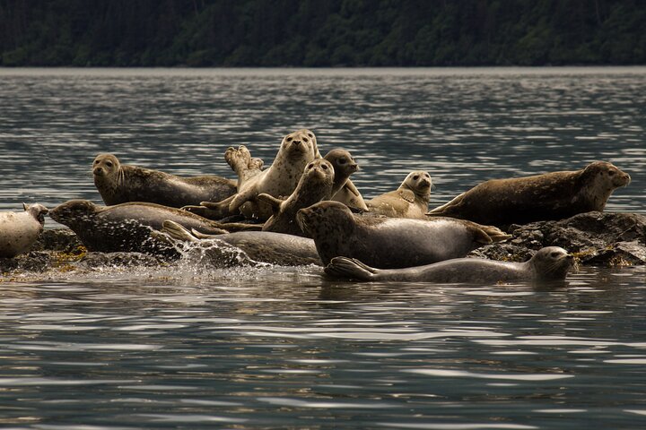 Kachemak Bay Wildlife Tour
