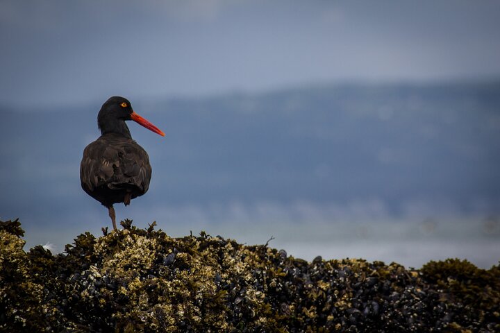 Kachemak Bay Wildlife Tour