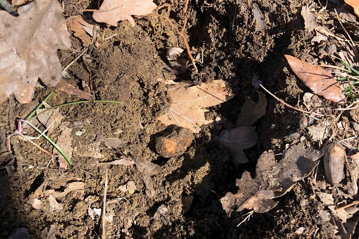 Truffle Hunting & Tasting in San Miniato Tuscany with Dogs