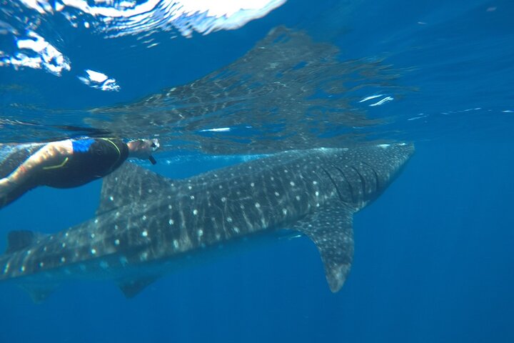 Whale Shark Tour from Holbox Island