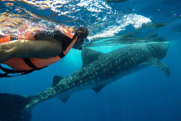 Whale Shark Tour from Holbox Island