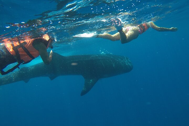 Whale Shark Tour from Holbox Island