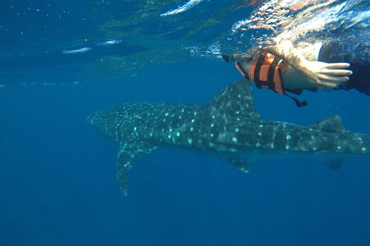Whale Shark Tour from Holbox Island
