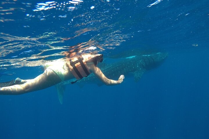 Whale Shark Tour from Holbox Island