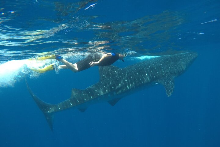 Whale Shark Tour from Holbox Island