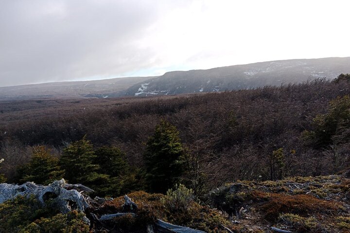 Magallanes National Reserve and Punta Arenas City Tour