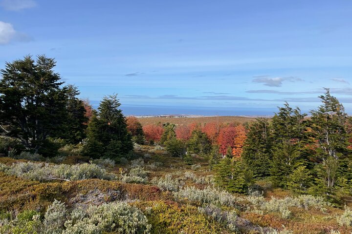 Magallanes National Reserve and Punta Arenas City Tour