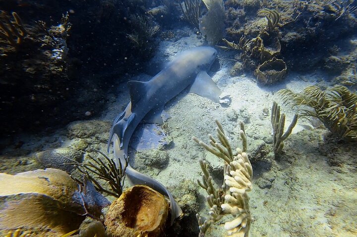 Beginner Scuba Diving Guided Tour - No Experience Required