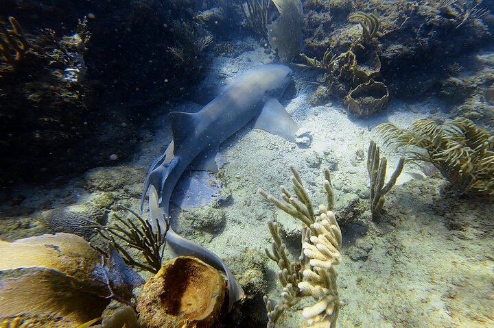 Coral Reef Snorkel Adventure with Photos and Videos